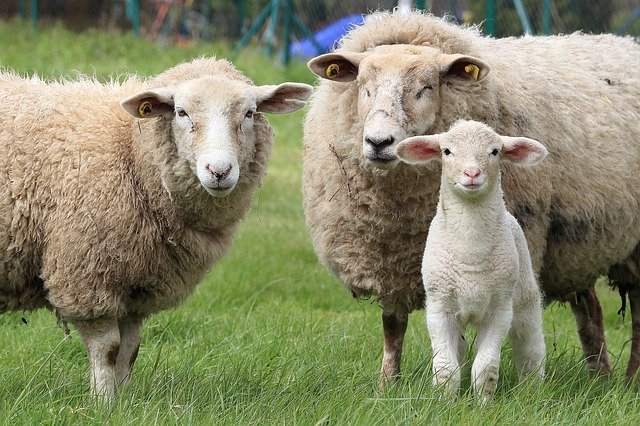 ovce s jehnětem
