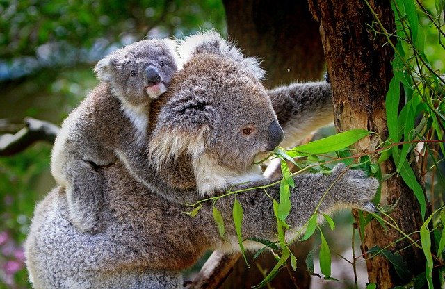 koala s mládětem