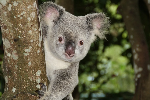 malá koala