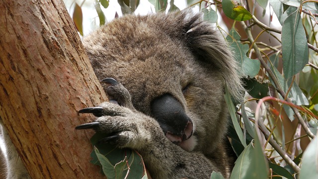 spící koala