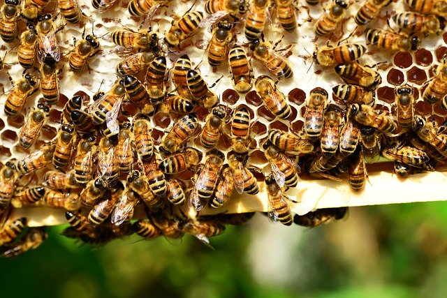 včely